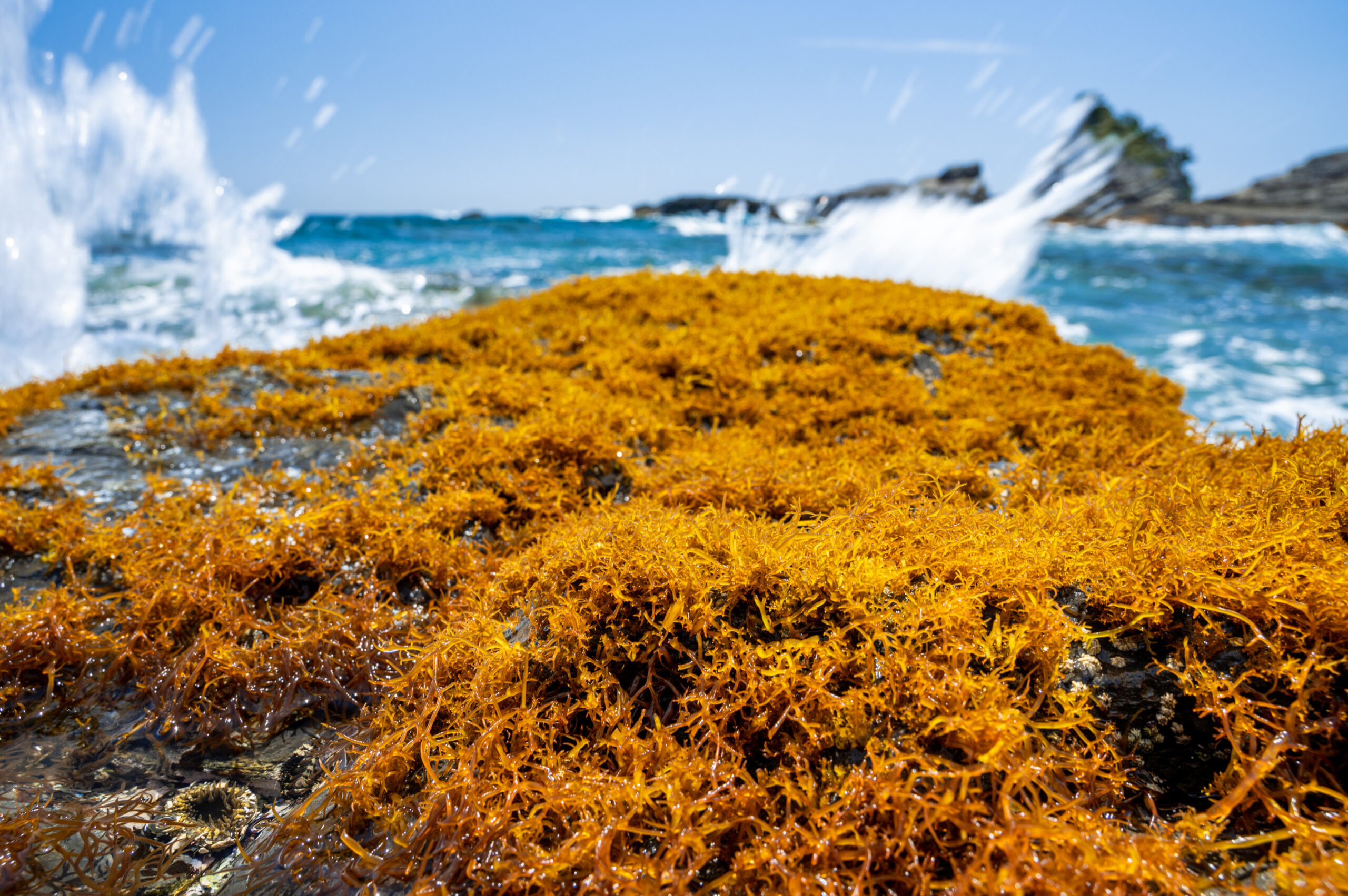 🪸톳에서 추출한 멜라닌 생성 촉진용 조성물 특허 등록🏅