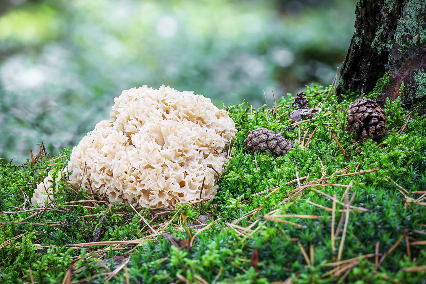 꽃송이 버섯 추출물, 생체리듬 장애 예방 및 개선 조성물 특허 등록 🏅